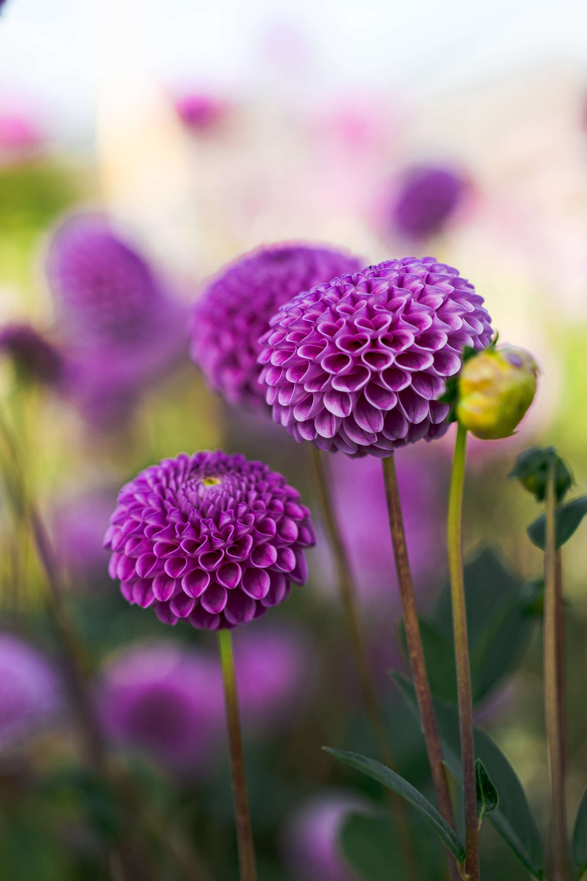 Dahlia 'Franz Kafka'